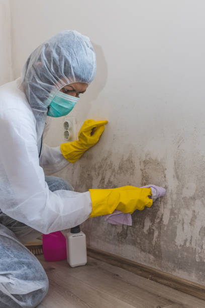 Best Basement Mold Removal  in Lamar, SC